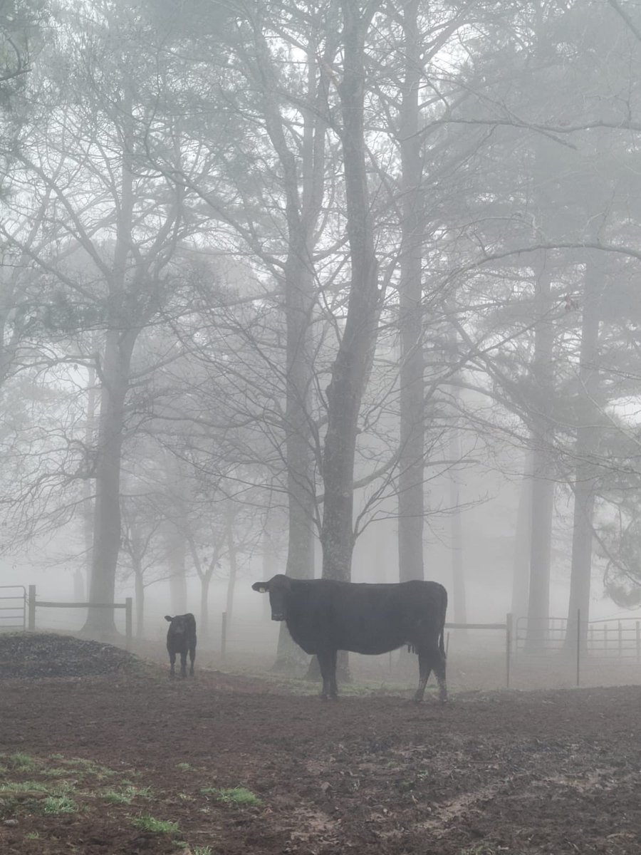 <a href="/SouthStarFarm/">HooperWill Farm</a> <a href="/GaryLowman10/">Gary Lowman</a> <a href="/RitalowmanRita/">Rita Lowman</a> Foggy morning with beautiful cattle! #FarmLife #lovewhatyoudo