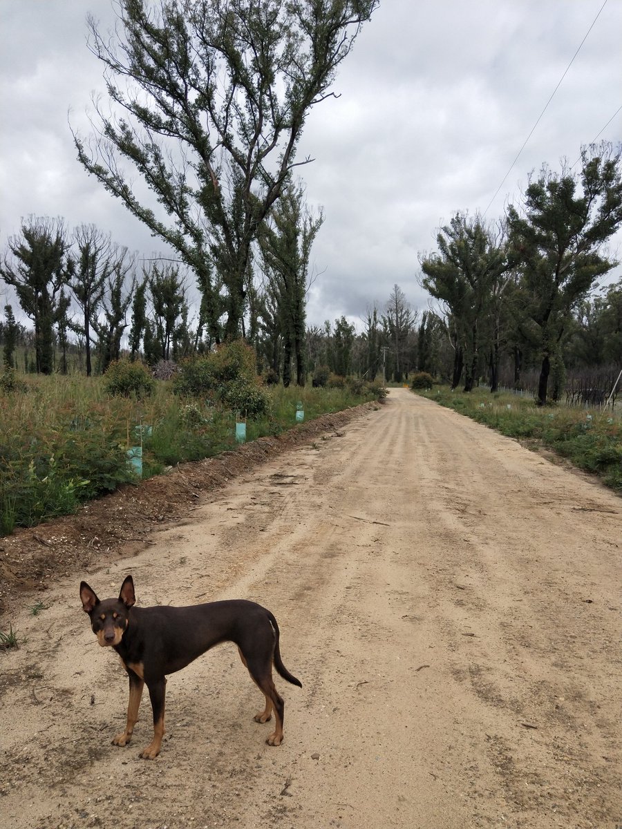 First round of Allocasuarina littoralis planted on the property today! We're determined to see the glossy-black cockatoos return 🌿 Seedlings kindly provided by @nswenviromedia #SavingourSpecies #glossiesinthemist