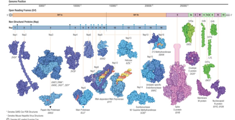 "Another approach aims to develop a single vaccine, could be effective against any coronavirus.">UHH!"Possible universal coronavirus vaccine could be targeting not only the spike, but other proteins that coronaviruses share, some look largely the same on each virus.>Wut?