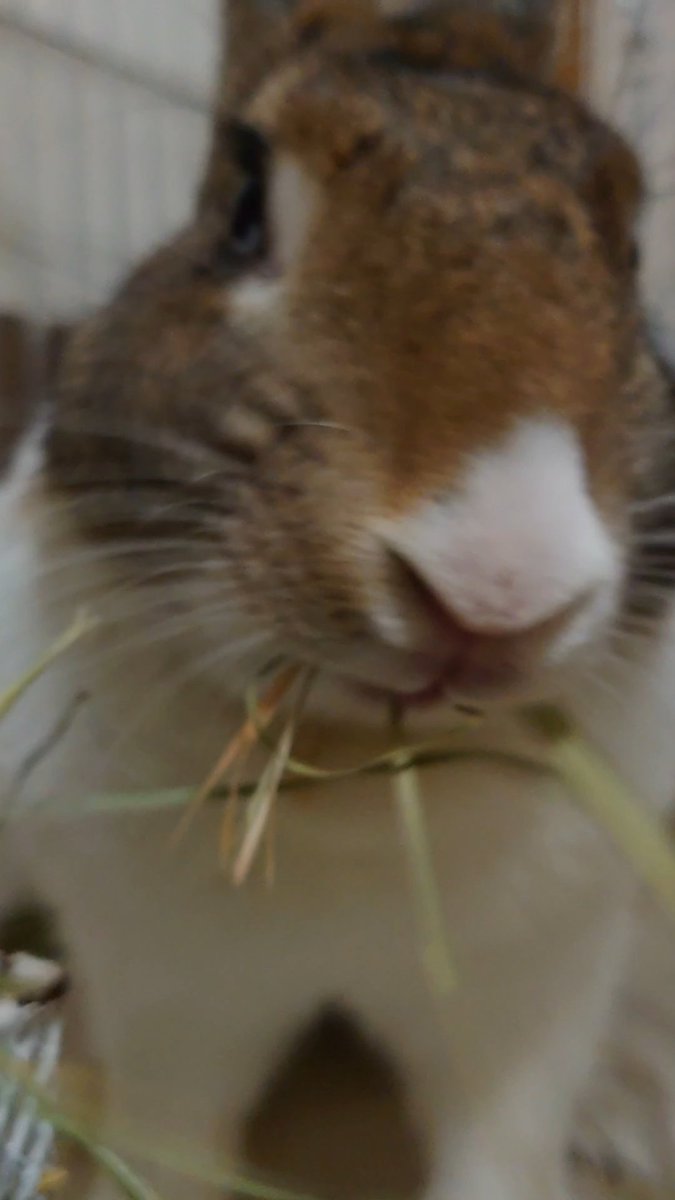 ごくごく一般うさぎ ごくごく一般うさぎ