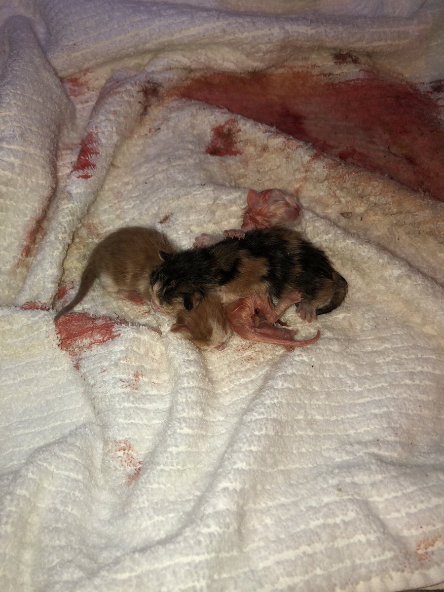 cassandrabailee's tweet photo. Pt.2 of the kitten saga... both of our cats who were strays we took in were pregnant and had some precious kittens https://t.co/JKys4RXTzs