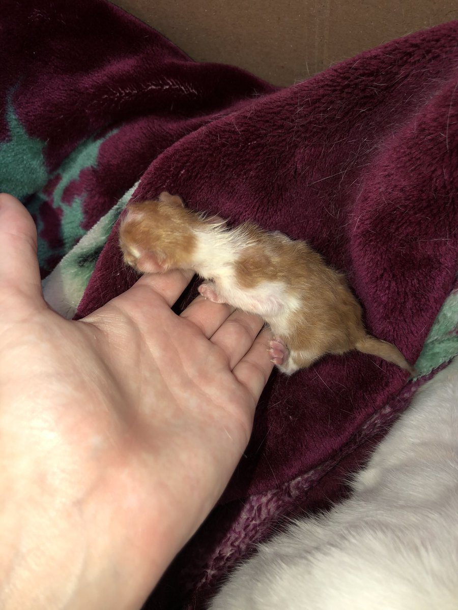 cassandrabailee's tweet photo. Pt.2 of the kitten saga... both of our cats who were strays we took in were pregnant and had some precious kittens https://t.co/JKys4RXTzs