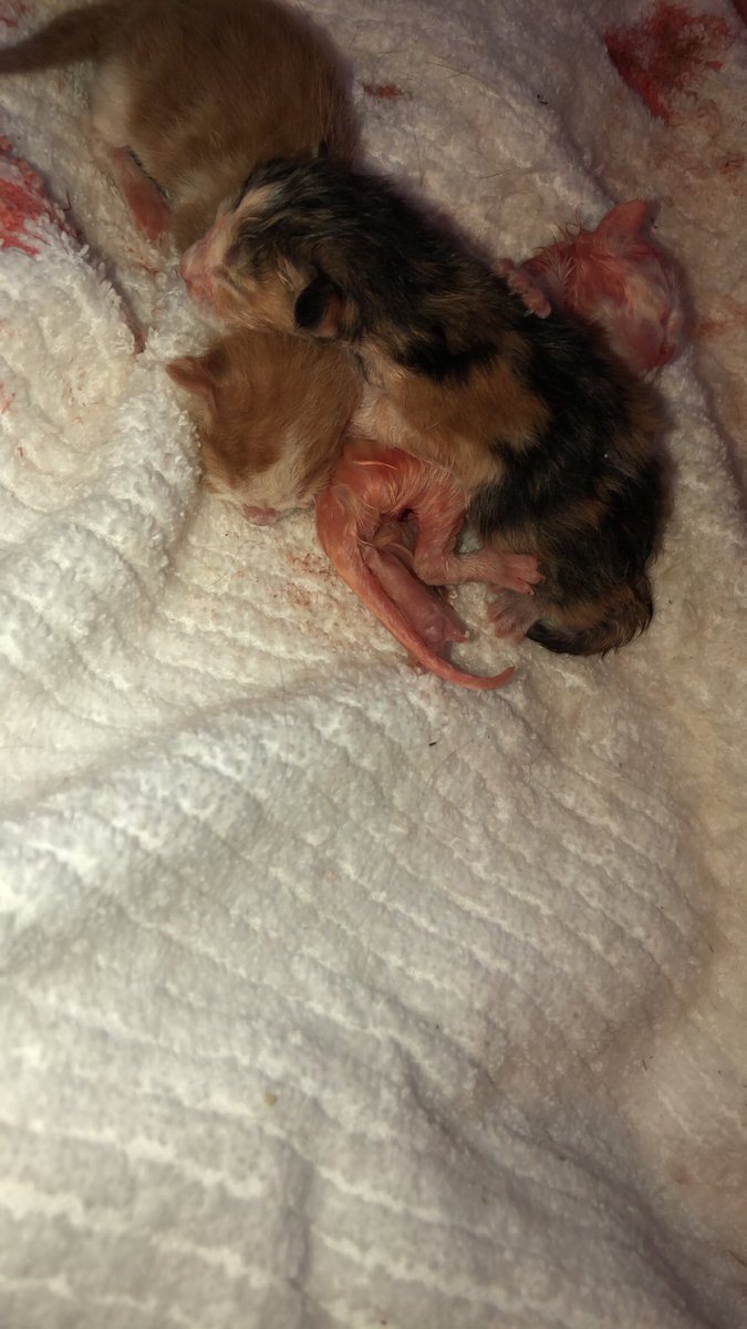 cassandrabailee's tweet photo. Pt.2 of the kitten saga... both of our cats who were strays we took in were pregnant and had some precious kittens https://t.co/JKys4RXTzs