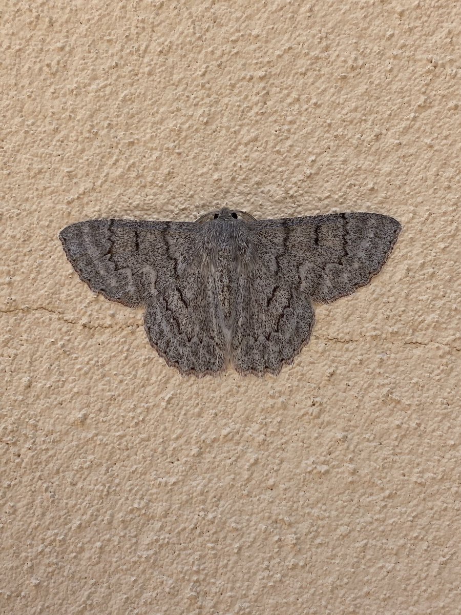 Somebody should explain camouflage to this geometrid...