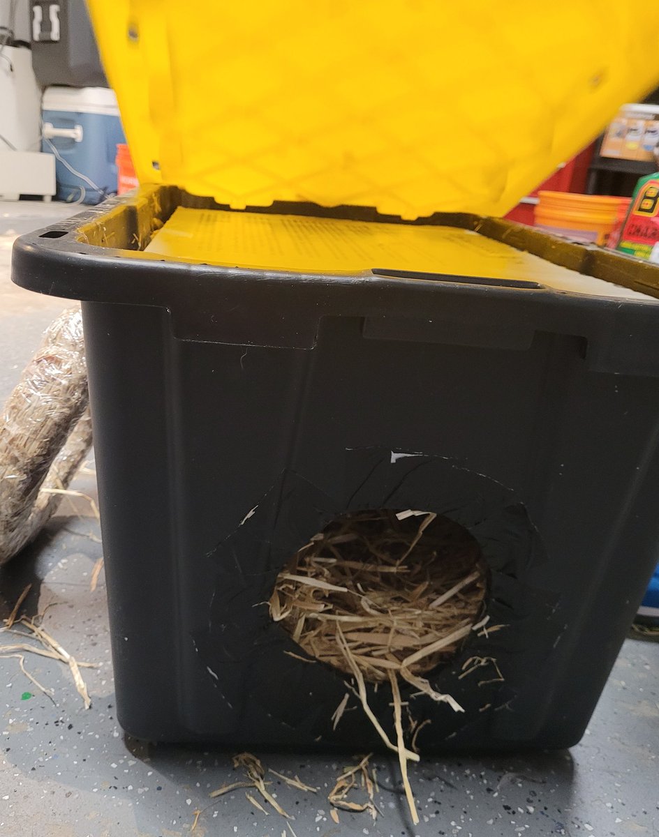 katmarcelolewis's tweet photo. Makeshift shelter for community cats has been set up! If they ever need a place to warm up in for the next couple of days, they  can stay in this airbnb for free!

#arcticblast #catbnb #communitycats https://t.co/pi4kt7hN2u