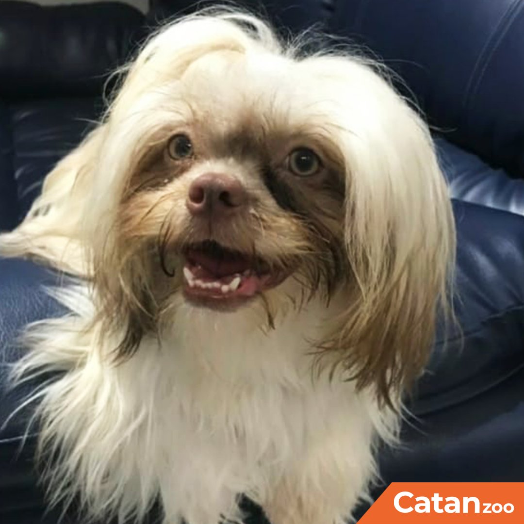 catanzoo's tweet photo. Participante #40 - La guapa #Molly y su tierna sonrisa 🐶😍
Te invitamos a seguirnos y compartir la publicación en tus redes sociales, recuerda que entre más likes tenga la foto de tu peludo, más oportunidades tiene de ganar la #MiniAncheta 🥳🤩 https://t.co/o5qVMRh1XI