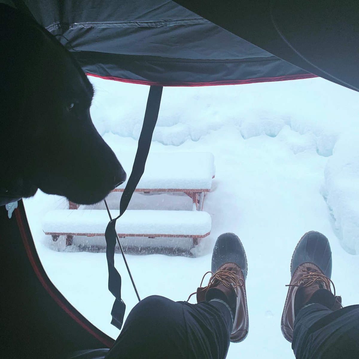 DWest12's tweet image. It was nice getting away for a couple nights doing some alpine camping, skiing and snowshoeing in Lake Tahoe National Forest! #AlwaysGo #Tahoe #NorCal #BlackLab