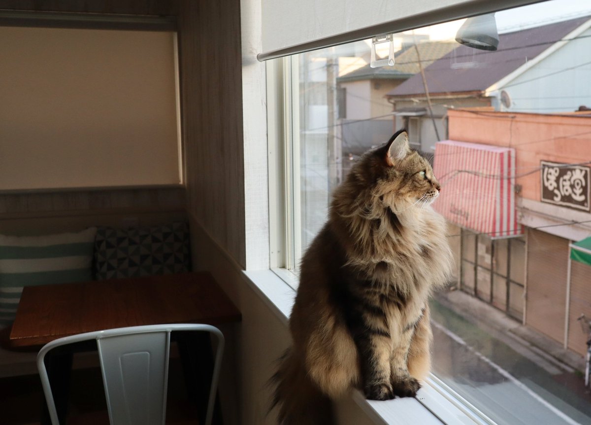 猫カフェ リプミィ Catcafelipmy Twitter