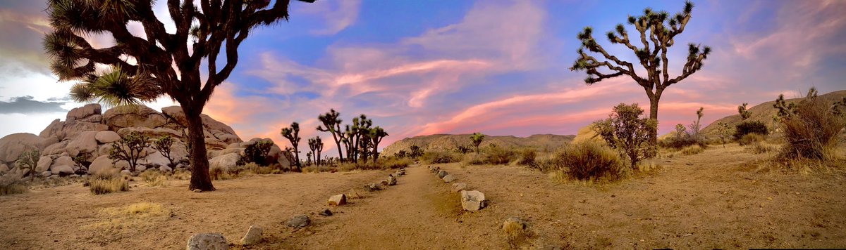 JacquiAlmaKeyes's tweet photo. @JoshuaTreeNPS These were taken on Monday 2/8/2021. https://t.co/1ZLj5gokKE