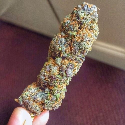 Shit4203's tweet photo. Pour commander en sécurité et dans la discrétion 
Ajoutez-moi sur 
Snap: donpabla
#paris #nantes #lille #lyon #marseille #toulouse #Bretagne #beuh #tours #toulon #confinement #shit #rennes #reims #poitiers #livraisonadomicile #beuh #shit https://t.co/jeGCO7dU4h