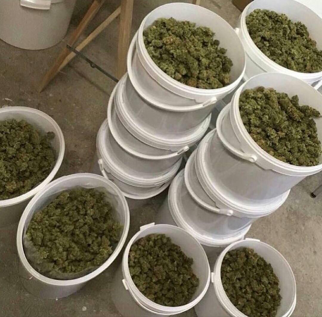 Shit4203's tweet photo. livraison discret, rapide sécurisé🍁💯Mp🌿🌿👇
Snaptchat// donpabla

#freyja #paris  #france #equipedefrance #weed #beuh #shit #cocaine #drogue #Legalisation2022 #legalisation #cannabis #ProhibitionIsDead
#Nimes #Proverbe  #Paris10 https://t.co/Ul8EpUkXgH
