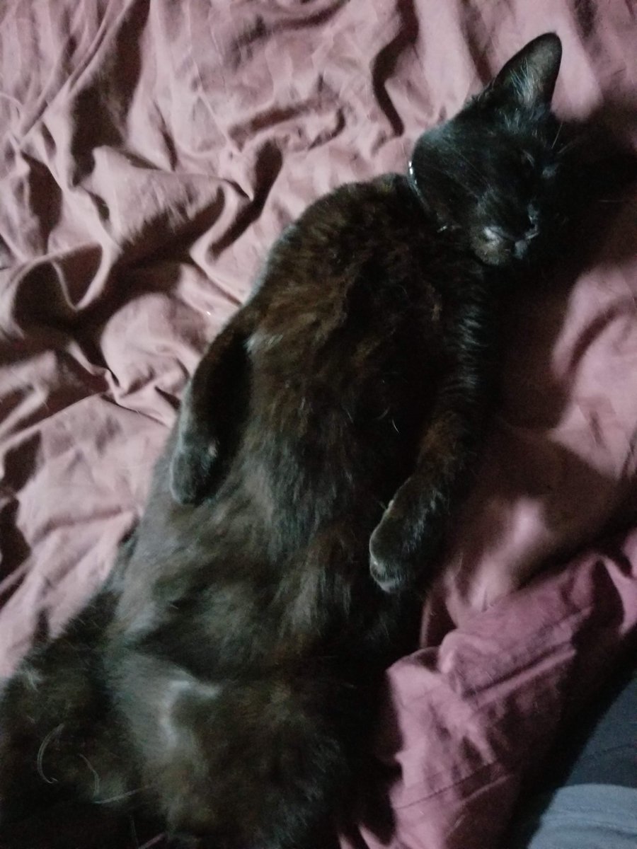 murder_squirrel's tweet photo. belly #kittytime #P4A2021 https://t.co/WUP1WacANv