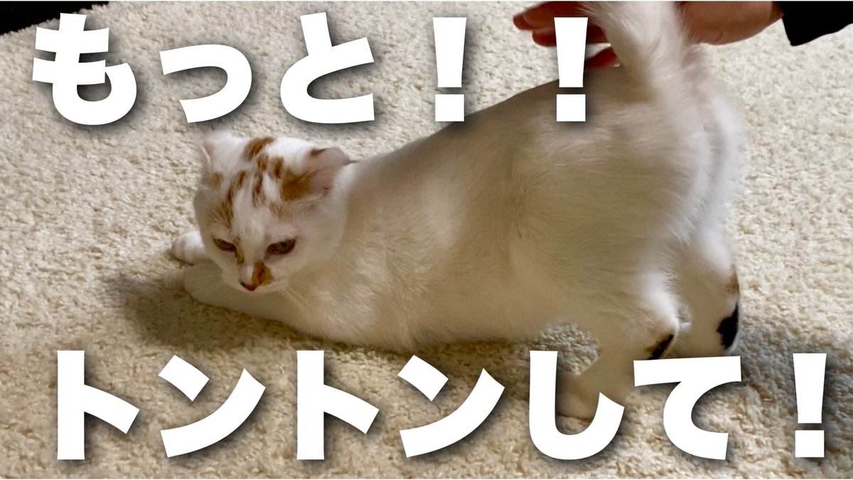 背中をトントンしてもらう猫って他にいるんでしょうか😶😶

珍しい気がする…

youtu.be/sj6fBb3R4P4