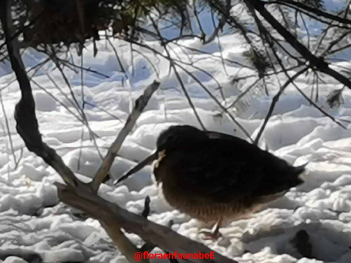 Goedemorgen allemaal op deze mooie koude zondag ochtend. Als je goed om je heen kijkt dan kan je zelfs in de #natuurgebieden zoals #Westduinpark #Zuiderpark #Uithof een #houtsnip tegen komen. Of natuurlijk andere mooie #vogels.
#natuur #denhaag