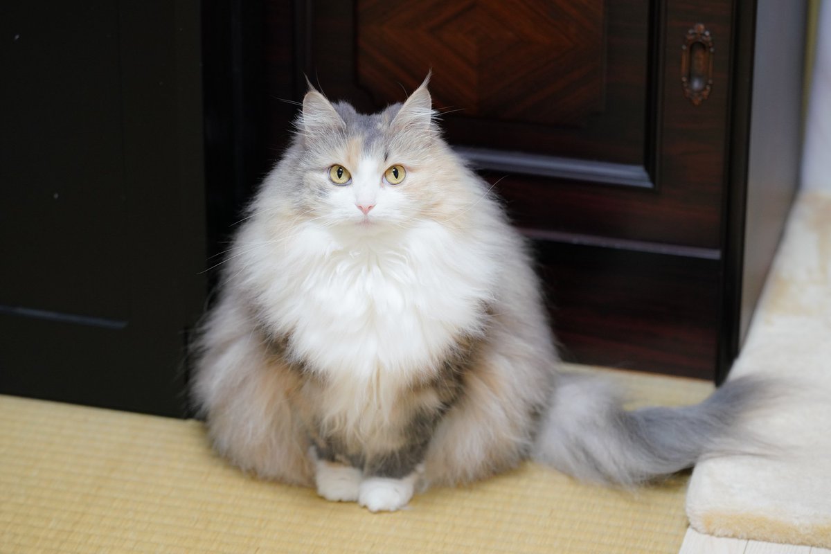 猫さんのもふもふおにぎりフォルム 最盛期を迎える 短毛 長毛さまざまなおにぎりがいた 素敵な毛並み Togetter 猫さんのもふもふおにぎりフォルム 最盛期を迎える 短毛 長毛さまざまなおにぎりがいた 素敵な毛並み Togetter