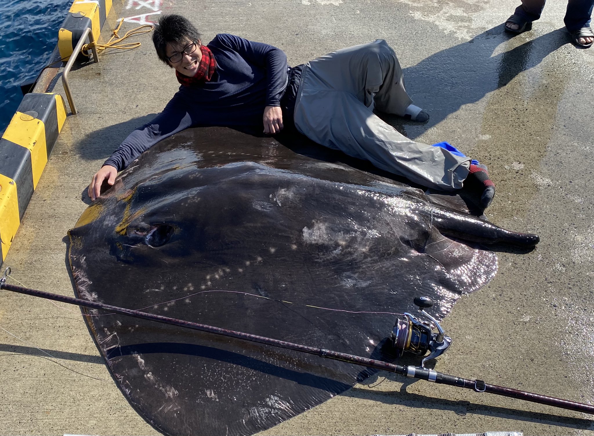 かじさん 伊豆諸島のモンスター巨大魚 ホシエイ 捕獲へ たった1人で2時間の死闘 エイにロープを縛り付けた頃に応援がやって来て引き上げだけご協力頂きました 胎盤長170cm 胎盤幅180cm 推定130kg越えの世界記録級 尻尾はありませんで かじさん 伊豆諸島のモンスター巨大魚 ホシエイ 捕獲へ たった1人で2時間の死闘 エイにロープを縛り付けた頃に応援がやって来て引き上げだけご協力頂きました 胎盤長170cm 胎盤幅180cm 推定130kg越えの世界記録級 尻尾はありませんで