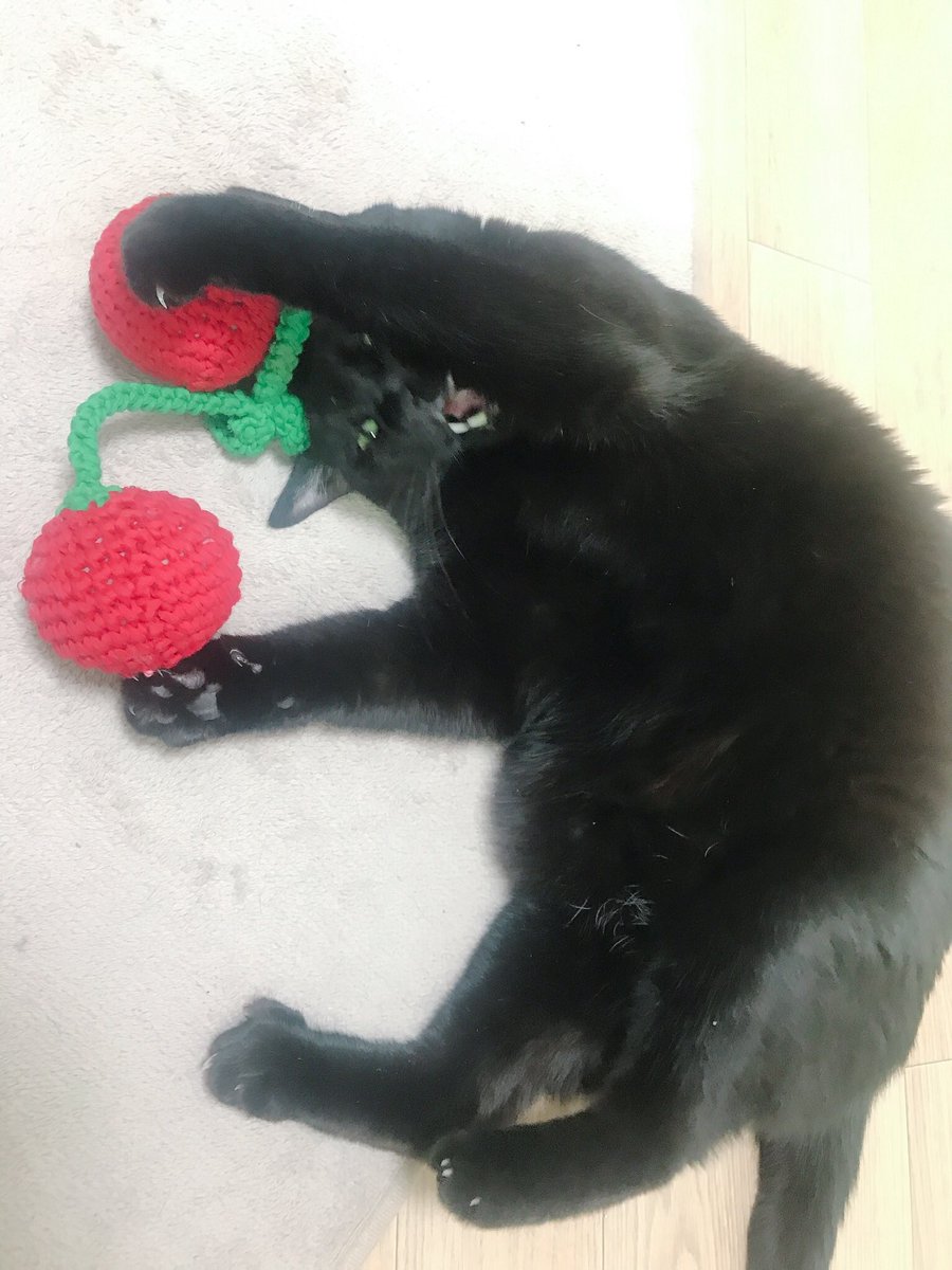 blacksesame_'s tweet image. 😸😐