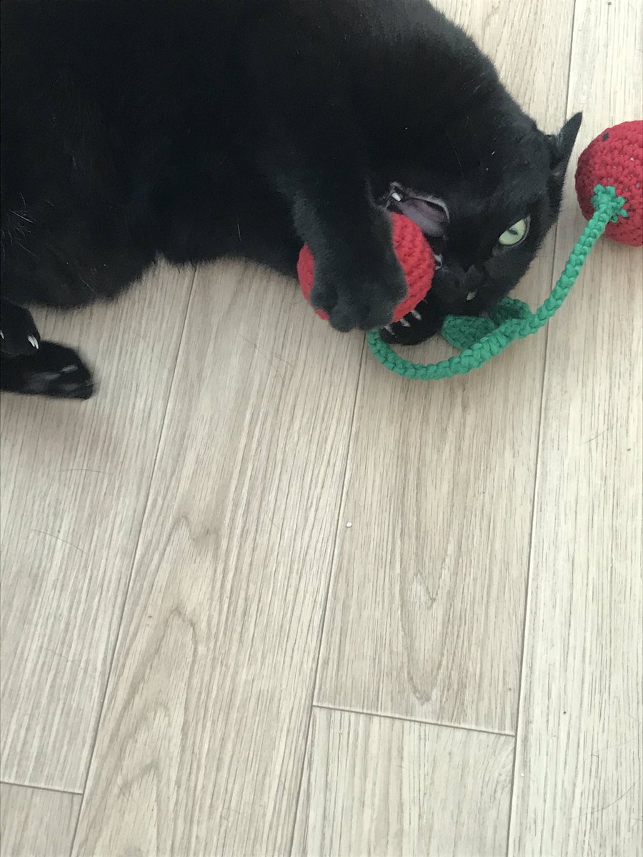 blacksesame_'s tweet image. 😸😐