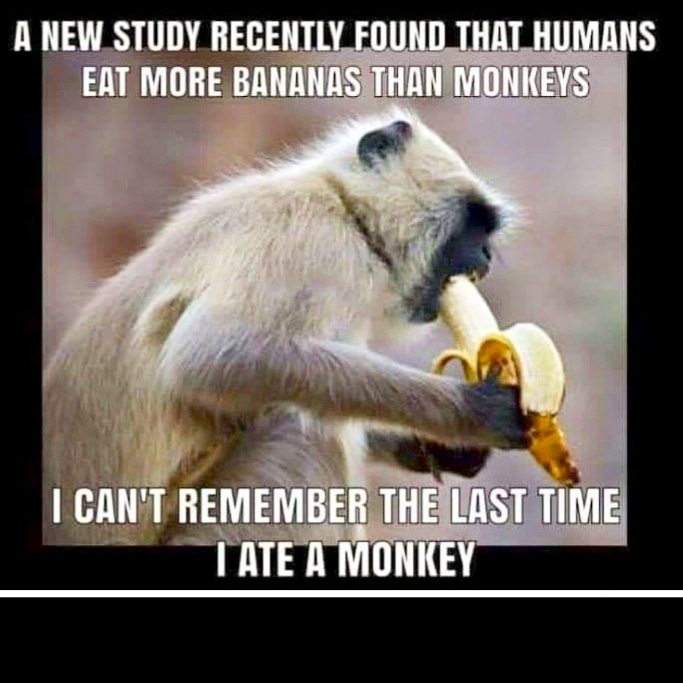 Jon Martinez on X: ""Chilled monkey brains...#banana #monkey #haha #funny  #toofunny #memes #funnymemes #funny #funnymeme #loveit #meme #ldsmeme  #ldsmemes #lol https://t.co/dcmvqLnC2H" / X