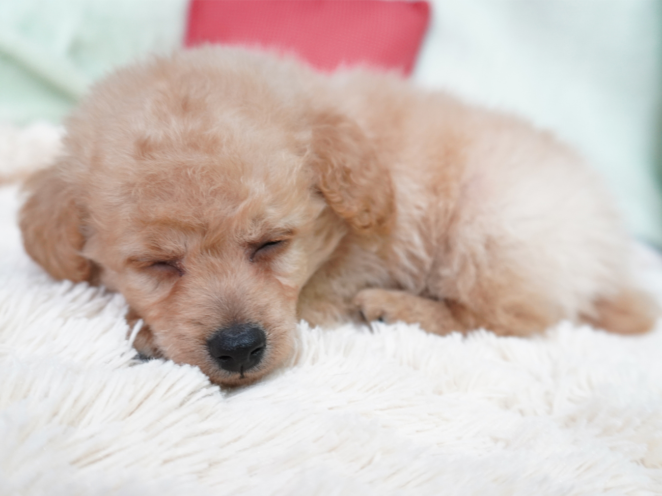 ペットプラザ岸和田店 トイプードルとチワワのmixの男の子です １２月２１日生まれで とても小さいですよ 性格は甘えん坊で 抱っこが大好きな子です 家族募集中なのでお問い合わせ お待ちしております 子犬 犬 ペット Mix犬 トイ