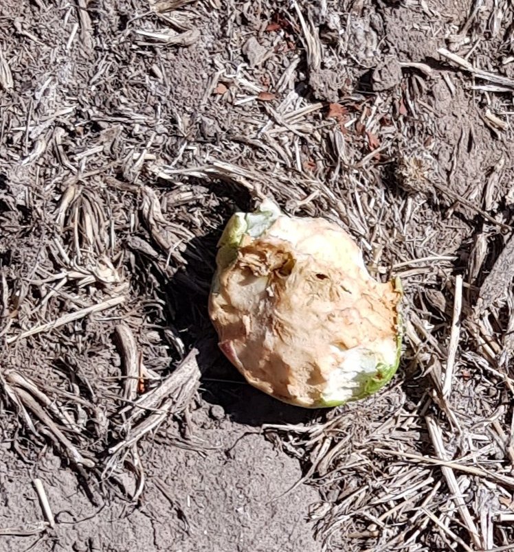 Paradoxa18's tweet photo. Ok, who's been at the apples? Didn't fall far from the tree, didn't fall at all, stalks are clearly cut.
If you're going to pinch em, at least eat them..
Any ideas about the culprit from the munch marks?
#outtheback https://t.co/vTexH1w4kF