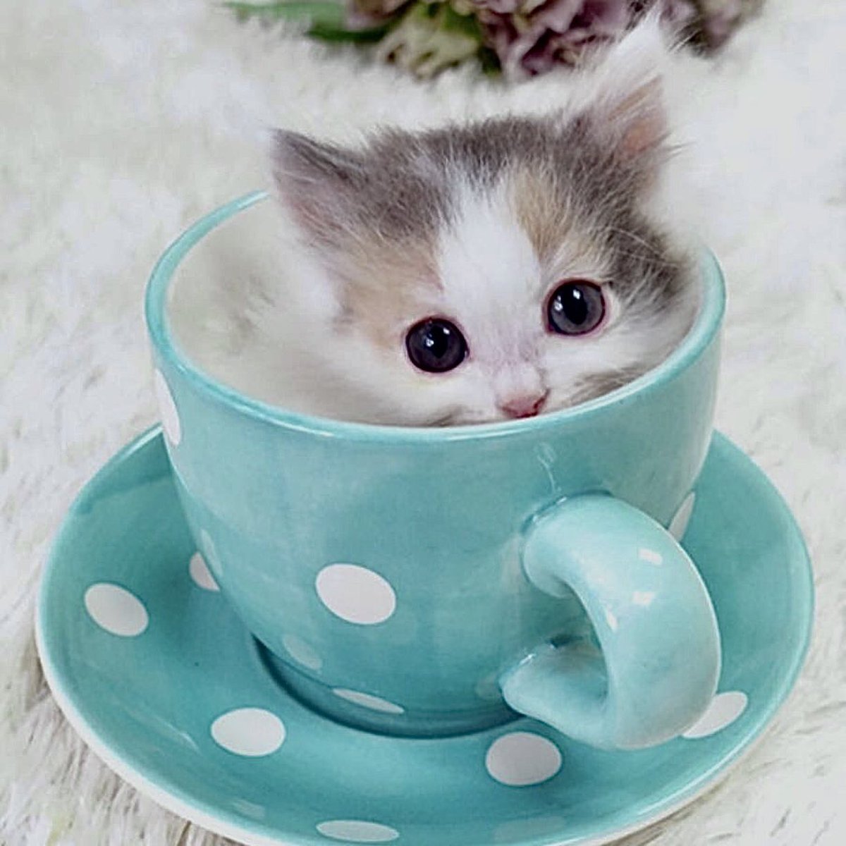 Доброе утро милые картинки. Милые котики. Котенок в кружке. Милый кот. Котик в чашке.