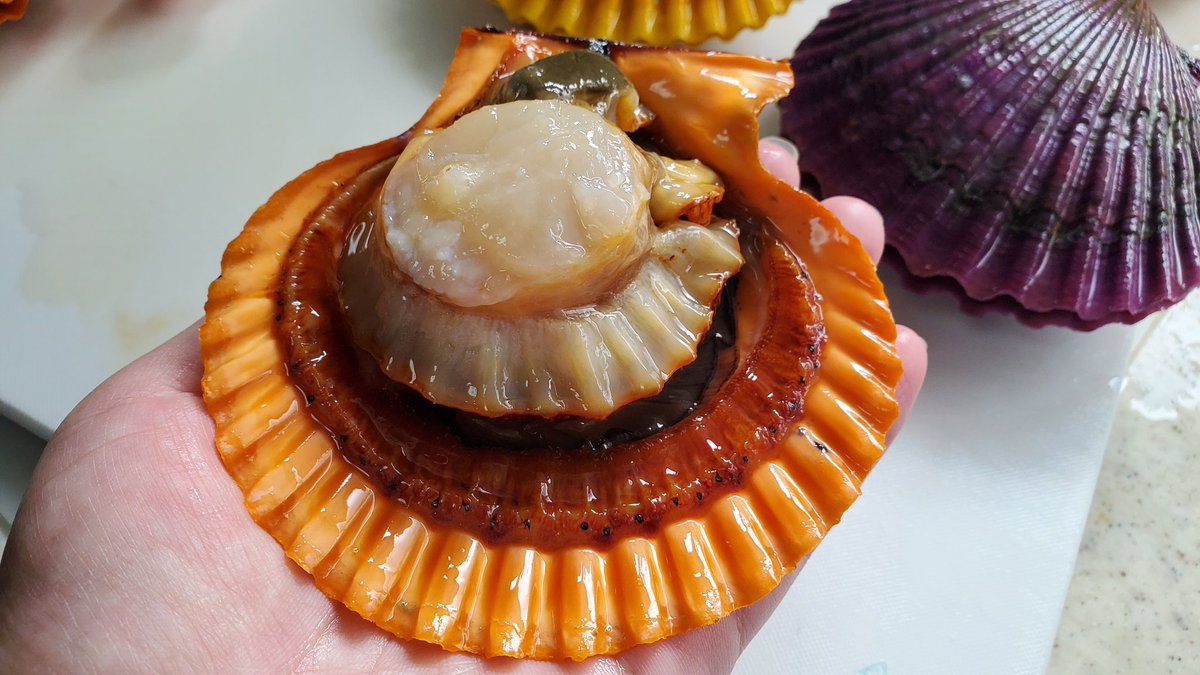 緋扇貝