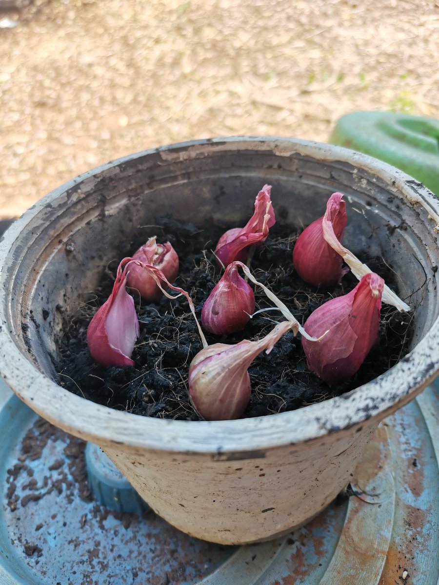 Whatisgoingono's tweet image. February 13, 2021. 6 p.m. I tried to grow red onion to get scallions.