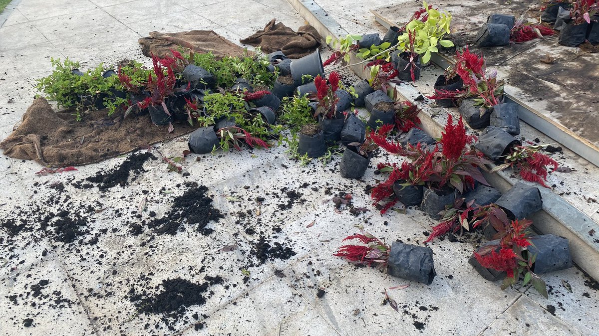 Some of the plants that were removed from the monument.  #ม็อบ13กุมภา