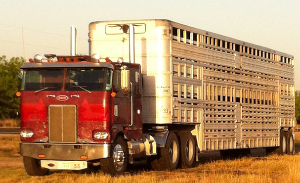 TheDailyCowman's tweet photo. They say life comes at you fast

It goes by you even faster

at this level of whiskey I am debating if I can stay up 2 hours to watch a documentary

32 years ago I would have snorted 2 lines off the doghouse of a 1976 Peterbilt 352 cabover and drove another 300 miles https://t.co/JPxLb6V2fN