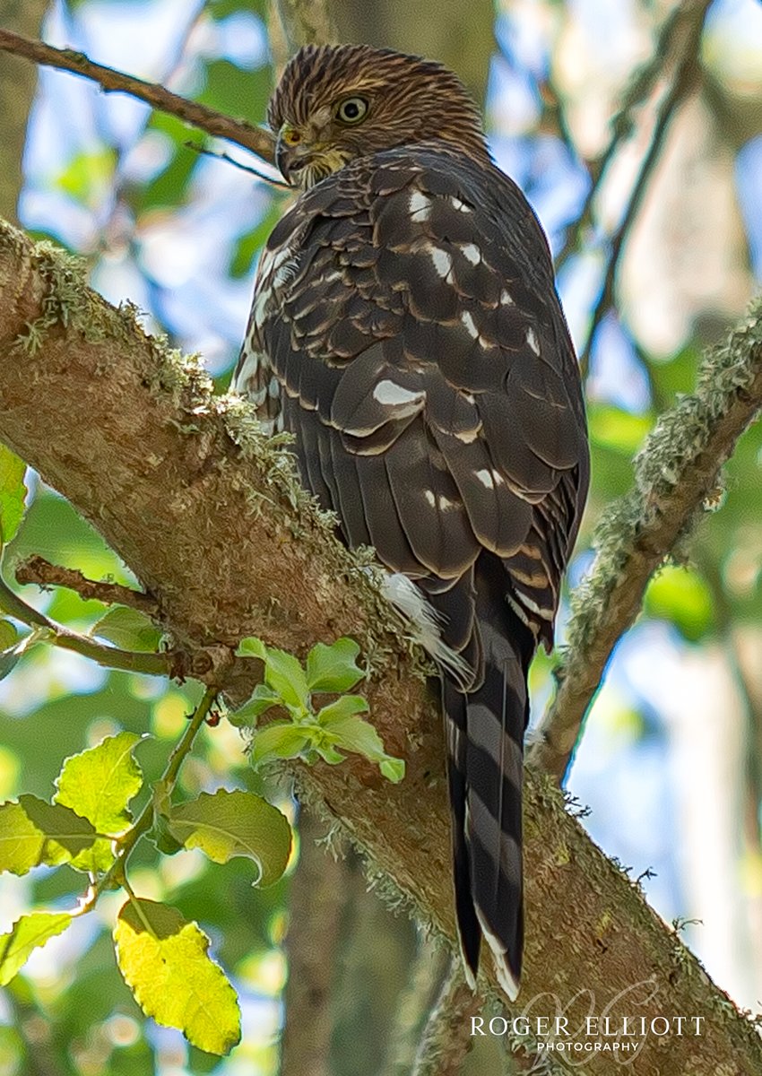 Coopers Hawk relaxing after lunch

#rogerelliottphoto #nature #wildlife #birdofprey 
#sonomacounty #veteranartist #petaluma #birdphotography #bestbirdshots #igbirds #feather_perfection #ig_birdwatchers #birdwatching #birdlovers  #bestbirds #coopershawk