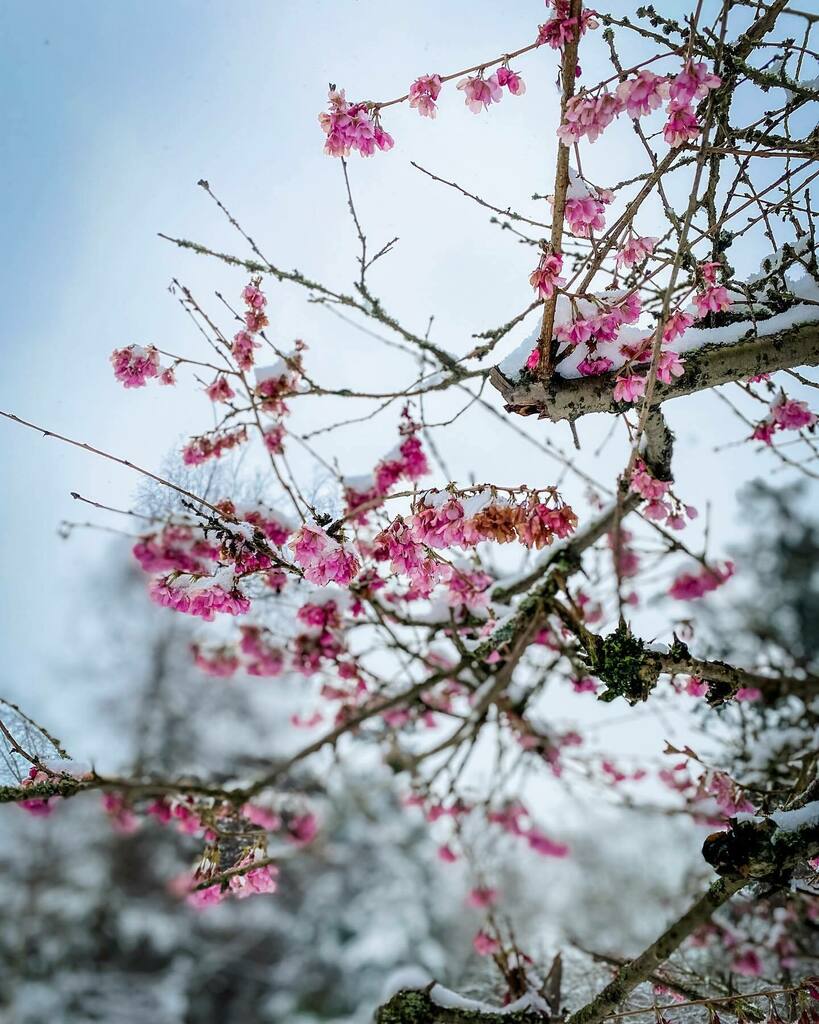It’s not a snow day in Victoria without a snow blossom photo. ❄️🌸
.
.
.
.
.
.
.
.
.
.
#victoriabuzz #explorevictoria #yyj #victoriabc #discovervictoriabc #victoria #victoriahype #victoriaonpoint #westcoast #connectwithvictoria  #sharethecoast #sharev… instagr.am/p/CLQkOhKDtsv/