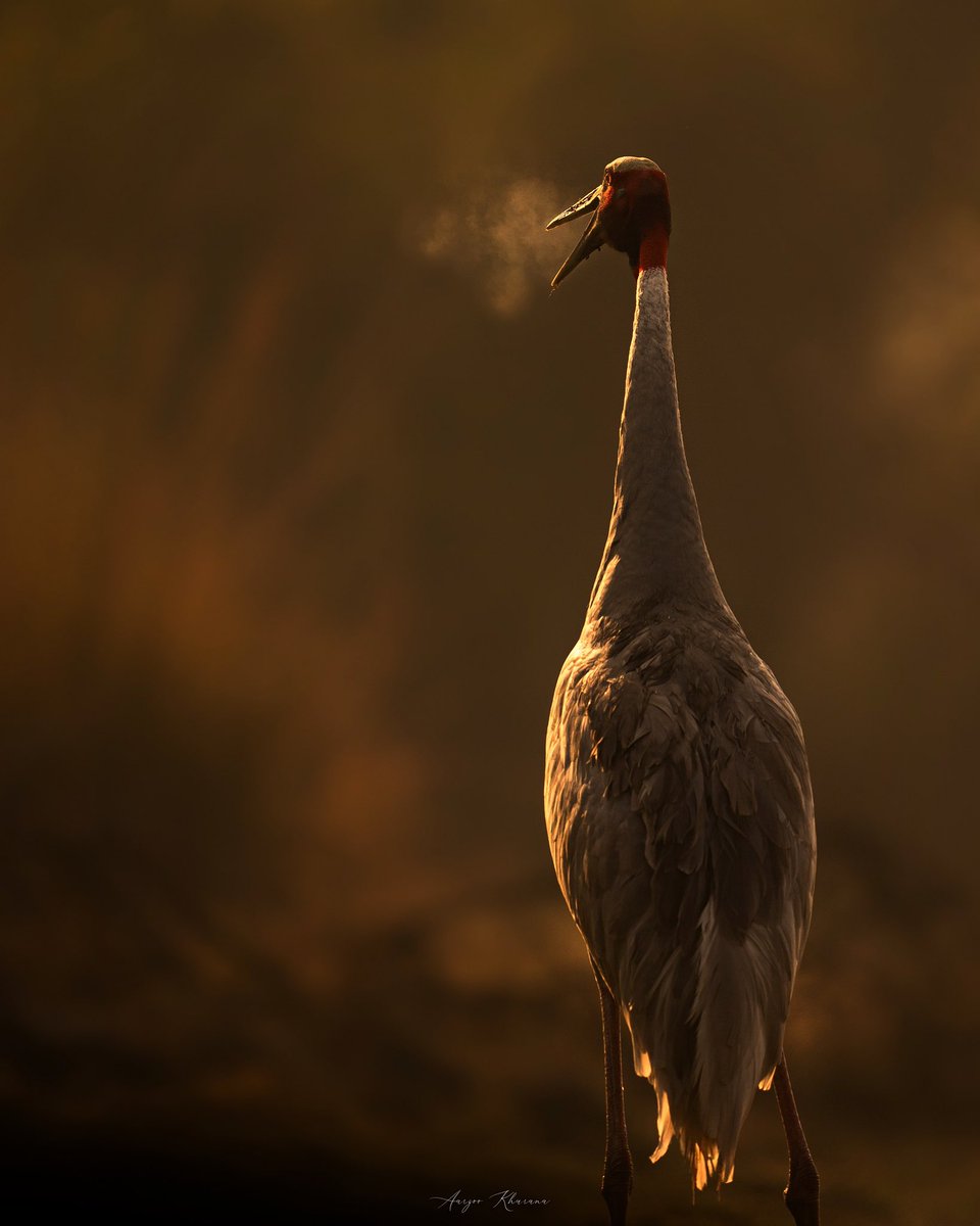 I have been trying to get shots of cranes in the golden hour mist for the last 5 years. Have always had this image of a Sarus cranes calling through the mist in the golden hour in the mind. Finally!

KNP, 2021

#birdphotography #wildlifephotography 

<a href="/ParveenKaswan/">Parveen Kaswan, IFS</a> <a href="/my_rajasthan/">Rajasthan Tourism</a>