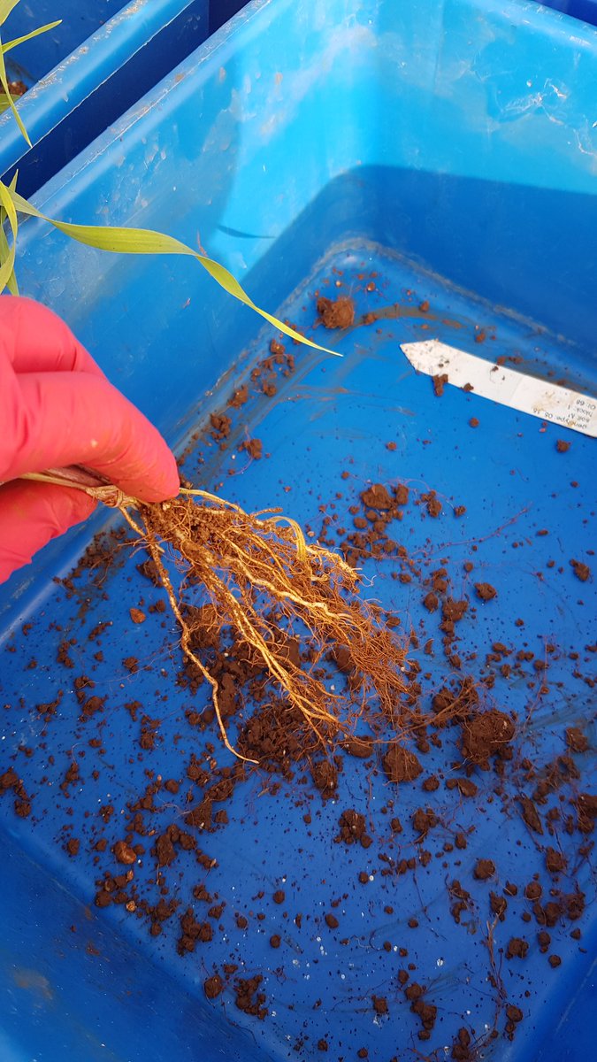 Hubner Lab tweet media