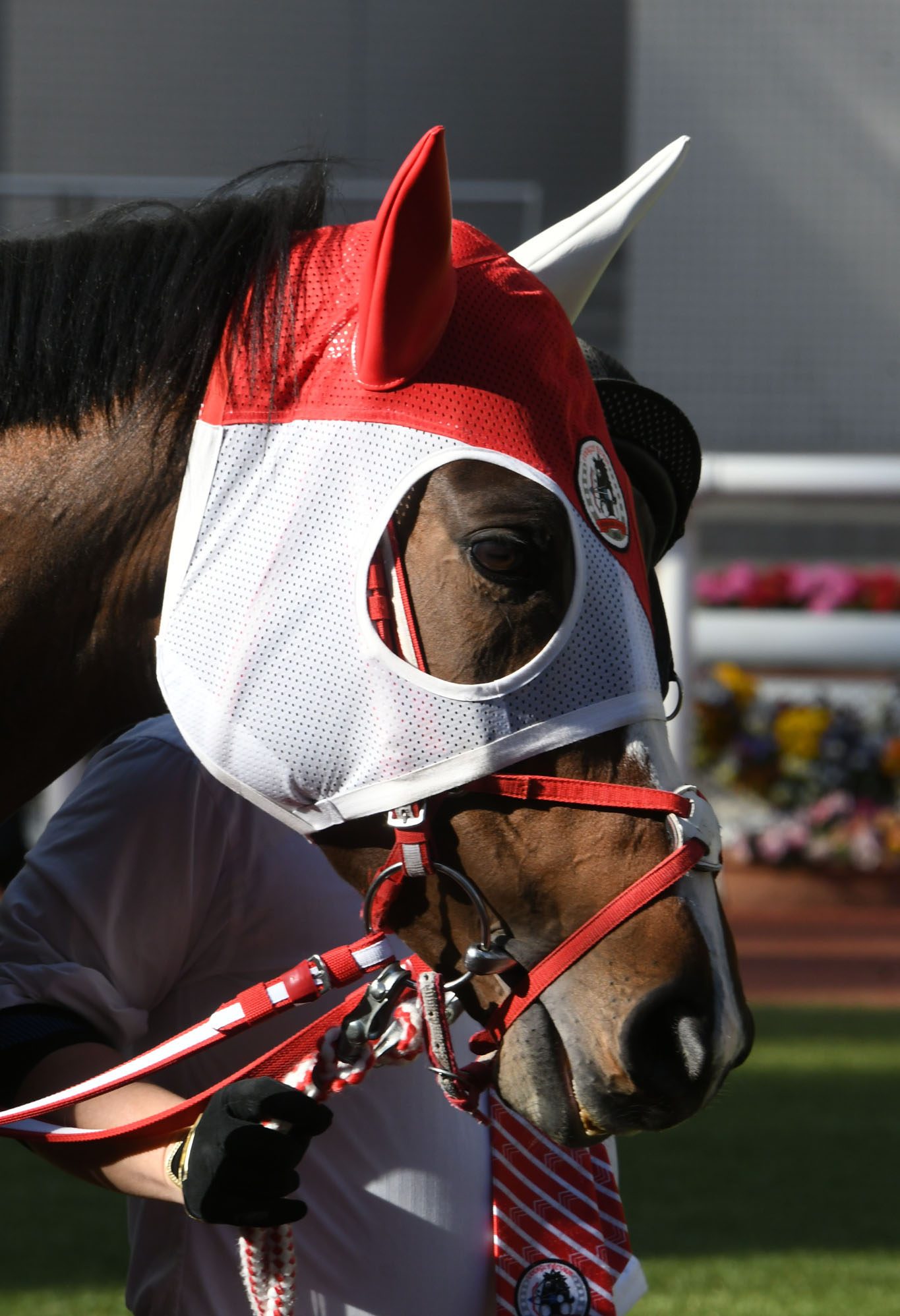 矢作厩舎　ブリーダーズカップ　ジャケット ラヴズオンリーユー　マルシュロレーヌ 矢作厩舎 ブリーダーズカップ ジャケット ラヴズオンリーユー マルシュ