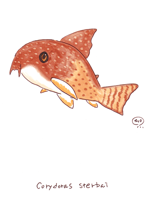 コリドラスのtwitterイラスト検索結果