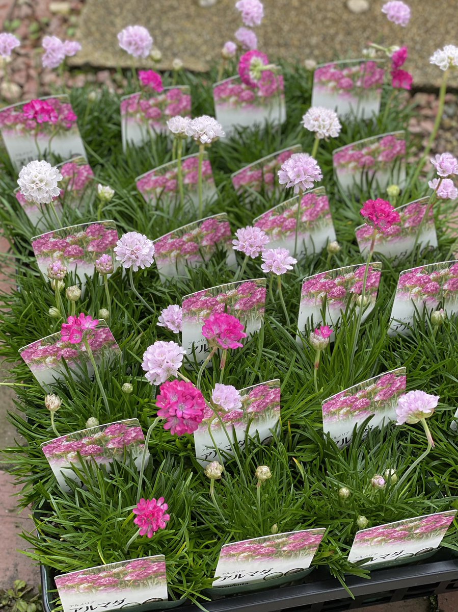 わたなべ花壇 入荷速報 アルメリア アルマダ 入荷しました わたなべ花壇 わたなべ花壇 入荷速報 アルメリア アルマダ 入荷しました わたなべ花壇