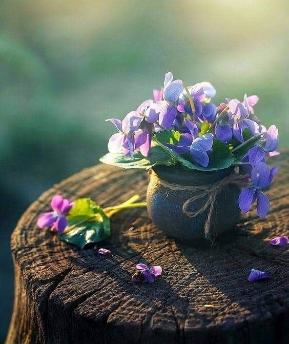 اللهم إنّا نسألكَ صباحاً يتجلى
 فيه لُطفك، ويتسعُ فيه رزقك،
 وتمتدُ فيه عافيتُك،
 ونستفتحُ فيه برحمتِك 

صباحُ الخَير