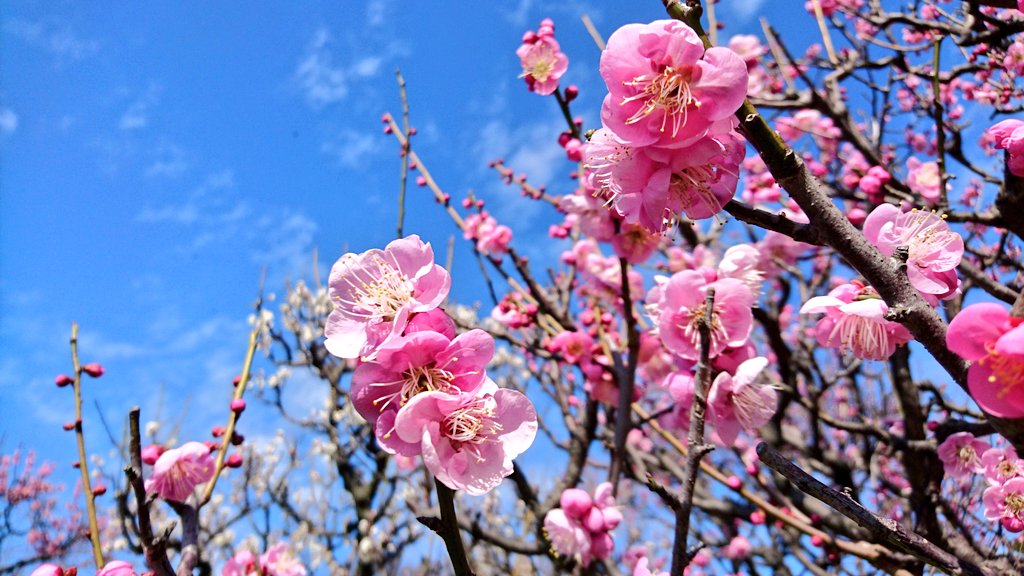 お散歩 青空に梅の花が綺麗でした Chappy のイラスト お散歩 青空に梅の花が綺麗でした Chappy のイラスト
