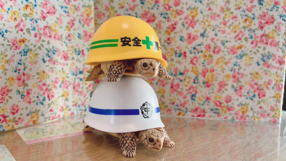 てけ村かめ子 ヘルメットカメちゃんのガチャポンやったら 可愛い子でた 手足と首がスムーズに動くのでトコトコ歩かせて楽しく遊べる おすすめ 亀 カメ ガチャポン