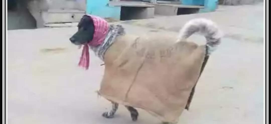 ArjunanDurai's tweet image. என்ன தாடி கெட்டப் மாத்திட்டியா??
#GoBackSadistModi 
#GoBackModi 
#GoBackCowardModi #ஓடி_போ_மோடி