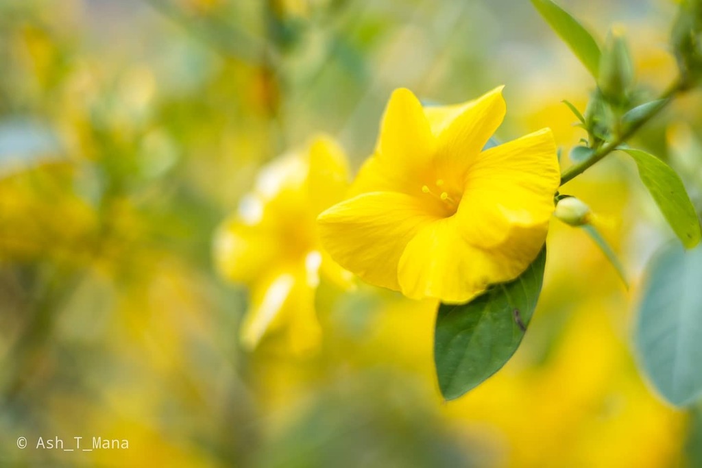 雲南月光花 Twitter Search Twitter