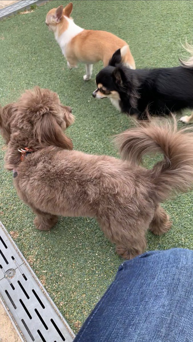 goodnight_mame's tweet image. 今日もドッグラン行ったよ🦮💨

#チワプー
#ドッグラン
#NEOPASA