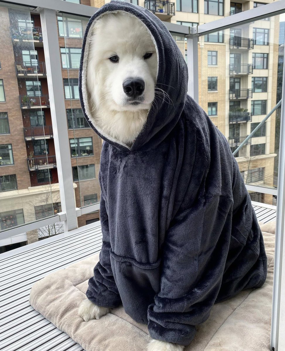 DANtheSamoyed🐶 tweet media