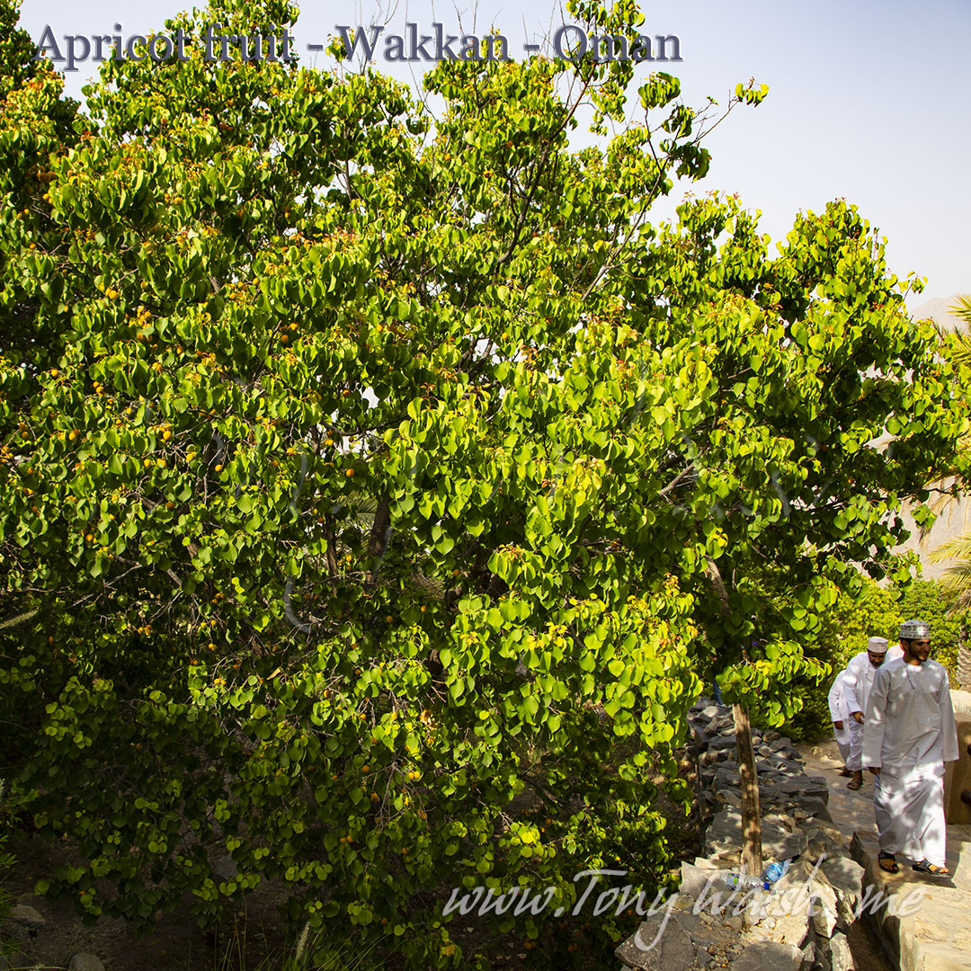 realTonyWalsh's tweet photo. Is this the most beautiful view in #Oman ? If not - whats is yours? 
#WheninOman check out the February Apricot blossom in Wakkan - and dont forget to return in early May to buy some delicious, fresh Apricot fruits 😋. 
Wakkan is listed in @BradtGuides #OmanGuideBook page 158 https://t.co/nhDAJN6ktS