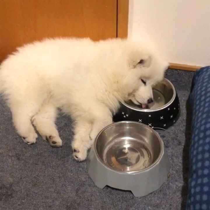 notmyfather__'s tweet image. ดีคับ วันนี้พิน่อก้อจะมา—