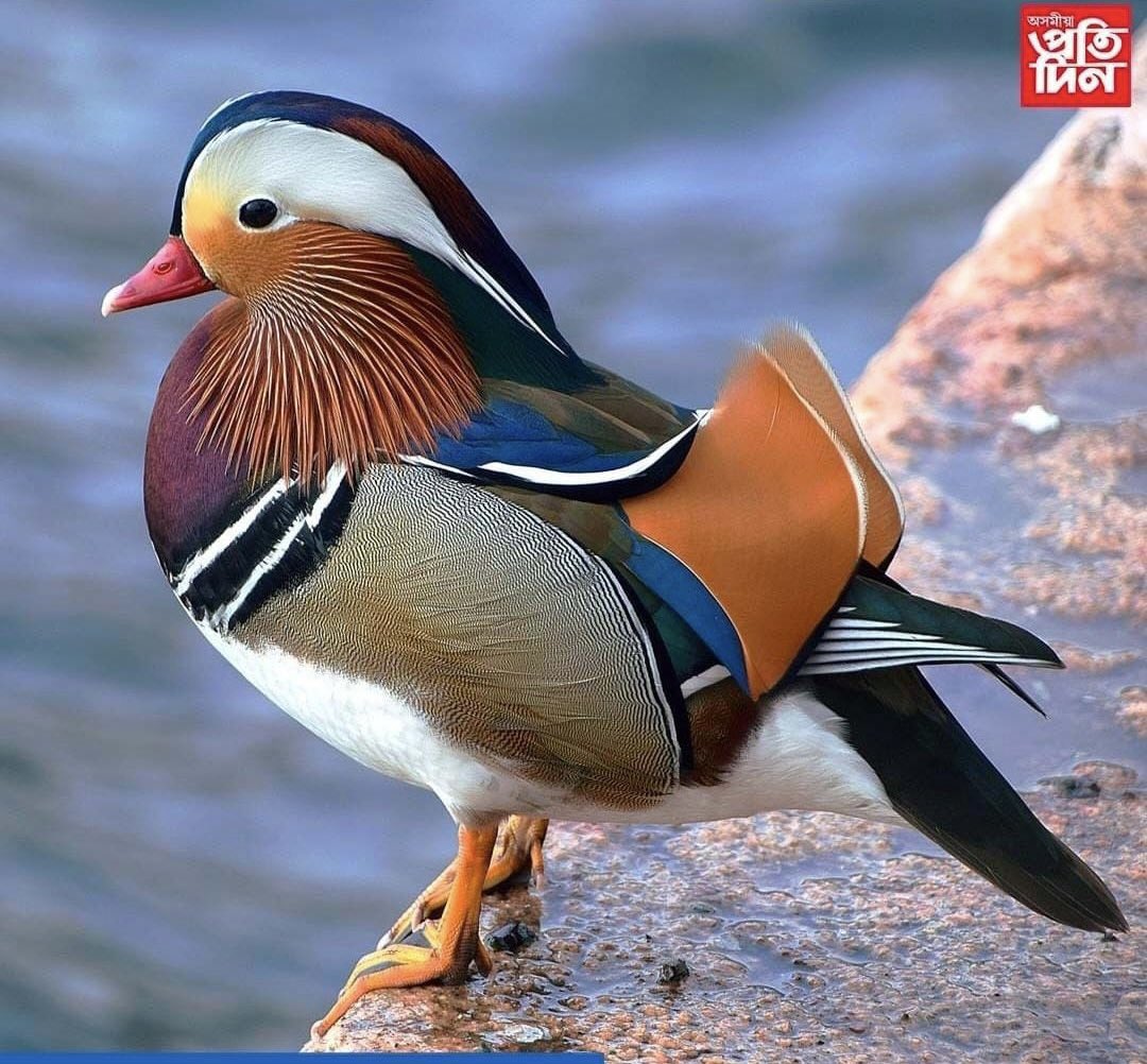 RajivKumar1's tweet photo. Last spotted in 1902, after 118 years it seems that the Rare Mandarin Duck is waddling in the country again. 
The lone Mandarin duck was spot in the Maguri-Motapung Beel, gateway to the Dibru Saikhowa National Park in Assam. What a beautiful sight! 

📸: @pratidintime https://t.co/p4i4HgpP6c