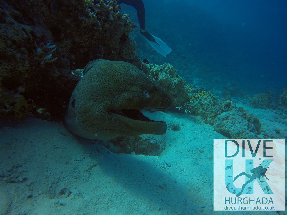 Dive UK Hurghada tweet media