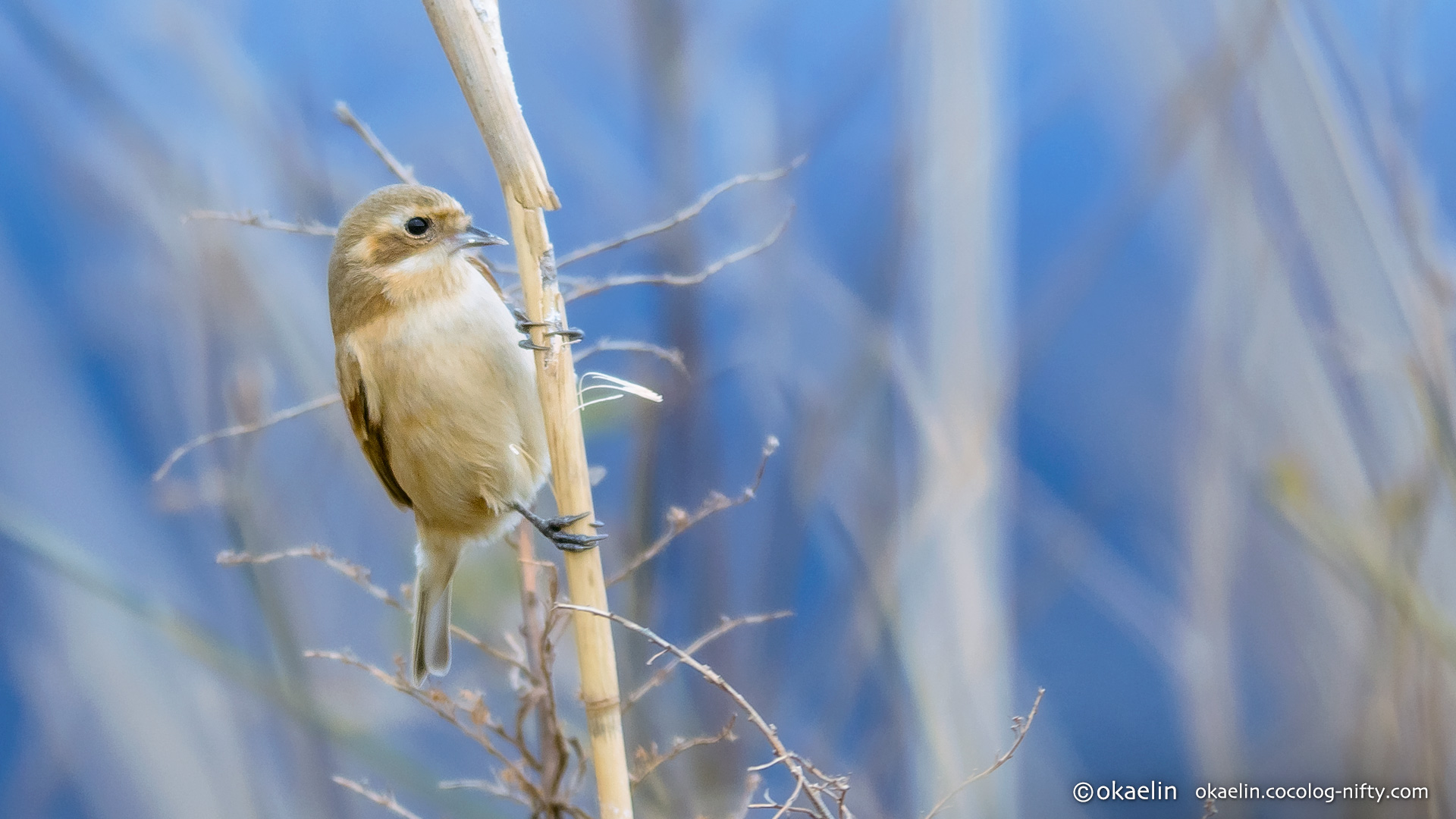 Okaelin ツリスガラ Remiz Pendulinus Consobrinus Chinese Penduline Tit Female ツリスガラ 野鳥 Birdsphotography T Co Ragxgiwcjs Twitter