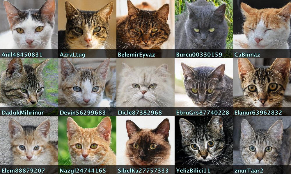60 of  @Dilde97512368's followers have GAN-generated face pics, but that's not the only pattern. 15 of its followers use cat pics, 7 use anime pics, and some of the pics that are neither GAN faces, cats, nor anime pics are repeated across two or three of its followers.